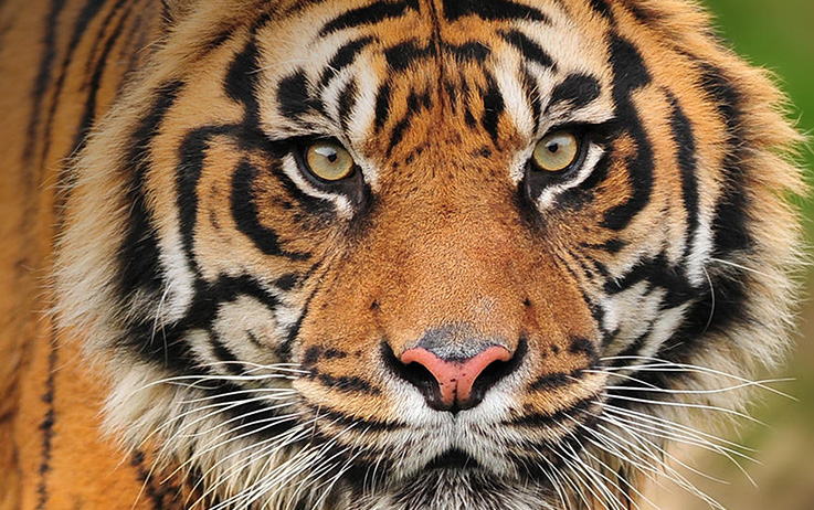 Bild Sumatra-Tiger
