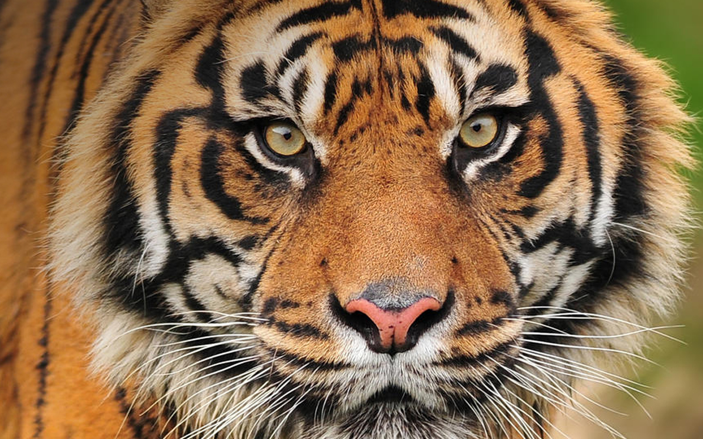 Bild Sumatra-Tiger
