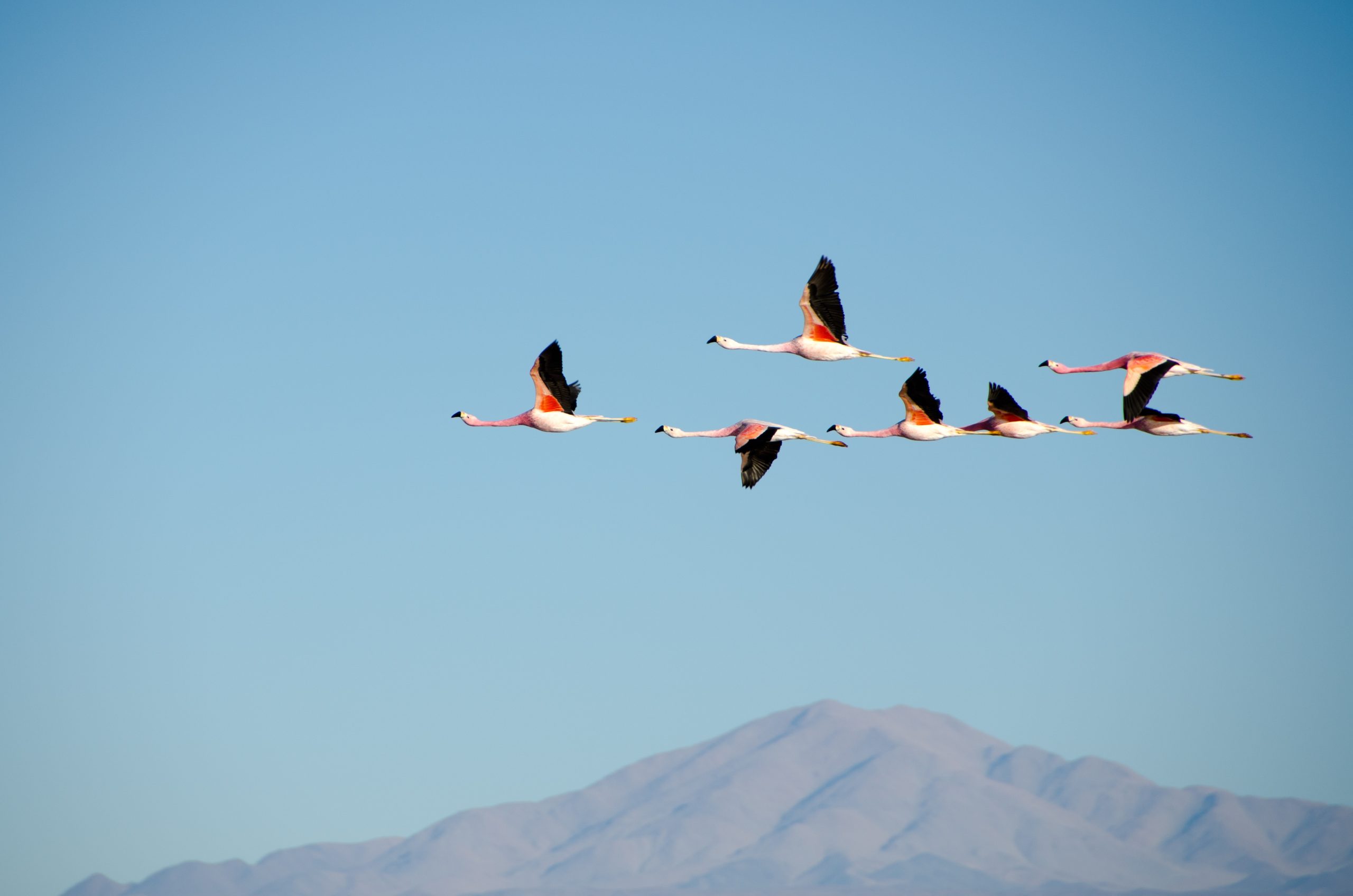 Shwetha Shankar 137724 Unsplash